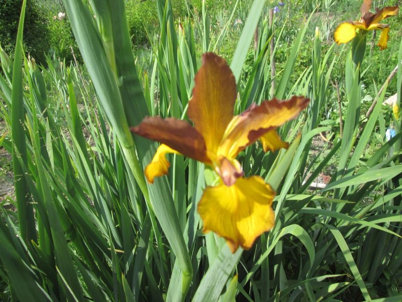  - Gradina cu irisi nr 1 in 2017