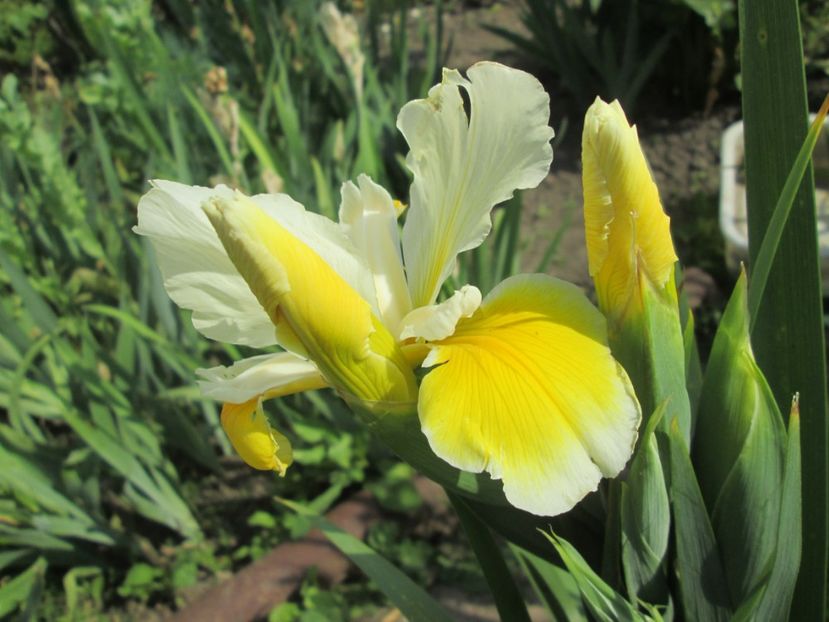  - Gradina cu irisi nr 1 in 2017