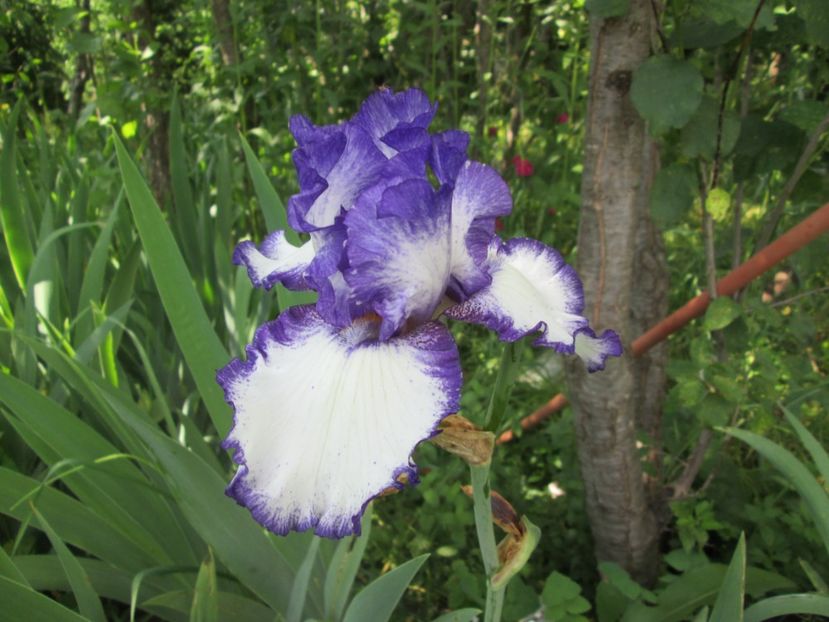  - Gradina cu irisi nr 1 in 2017