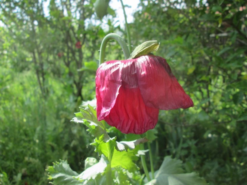  - Gradina cu irisi nr 1 in 2017