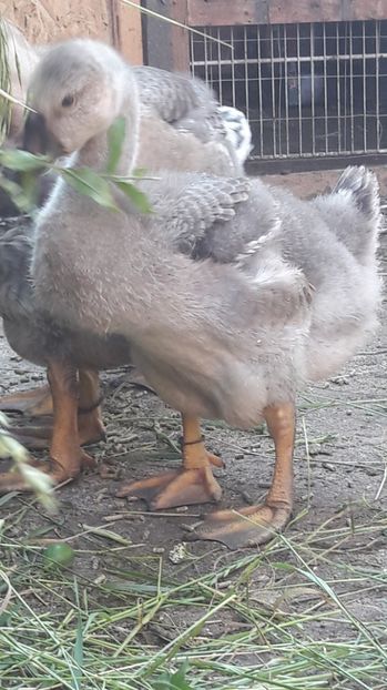  - 3 Boboci de gasca Africana 2017