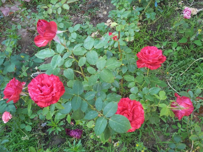  - Red Intuition 2