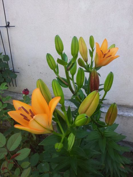  - Primavara - Vara 2017