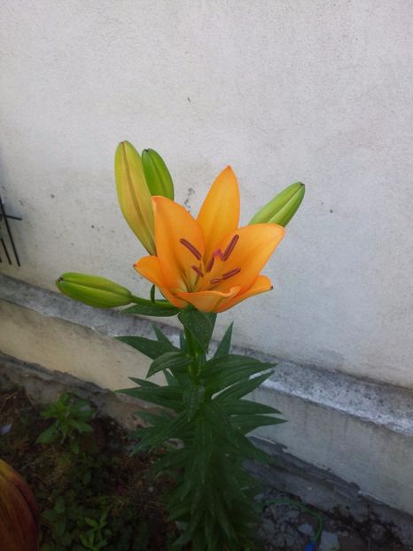  - Primavara - Vara 2017