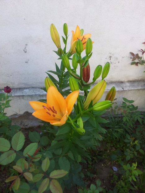  - Primavara - Vara 2017