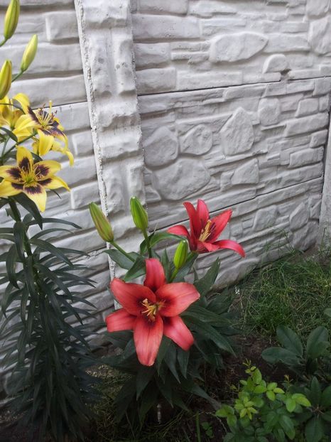  - Primavara - Vara 2017