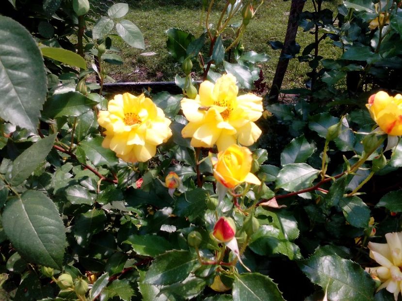  - 2017 Iunie calduros!