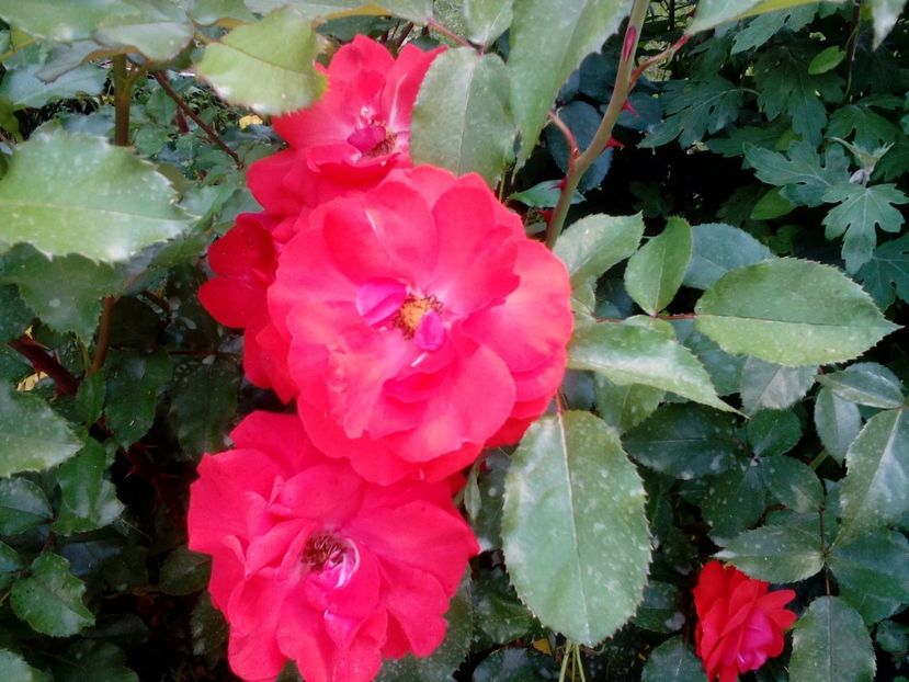  - 2017 Iunie calduros!