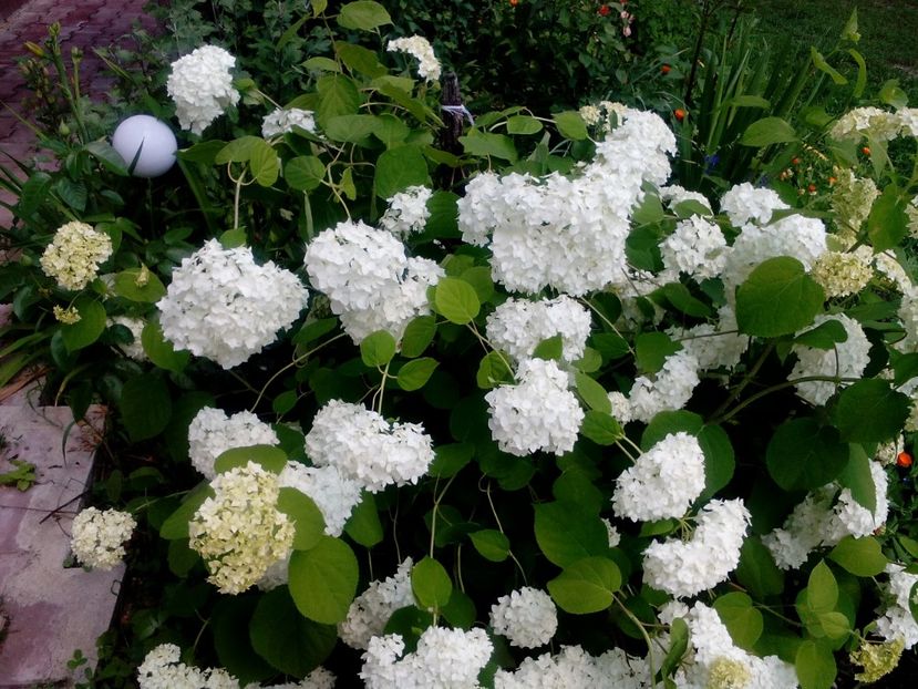  - 2017 Iunie calduros!