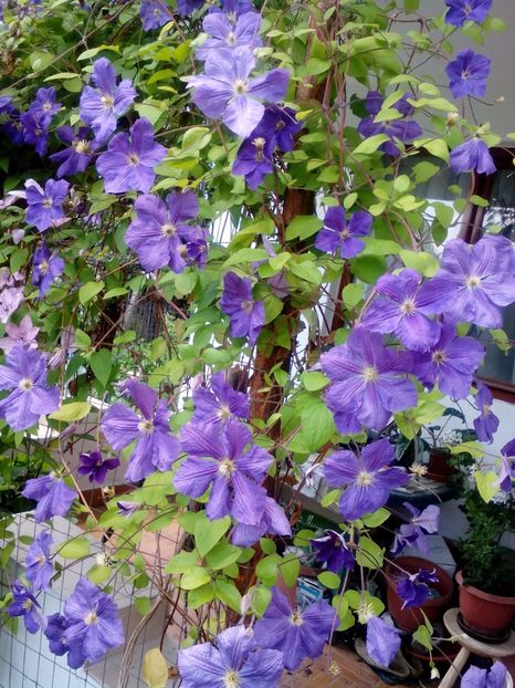  - 2017 Iunie calduros!