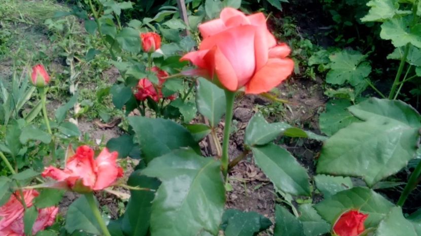  - 2017 Iunie calduros!