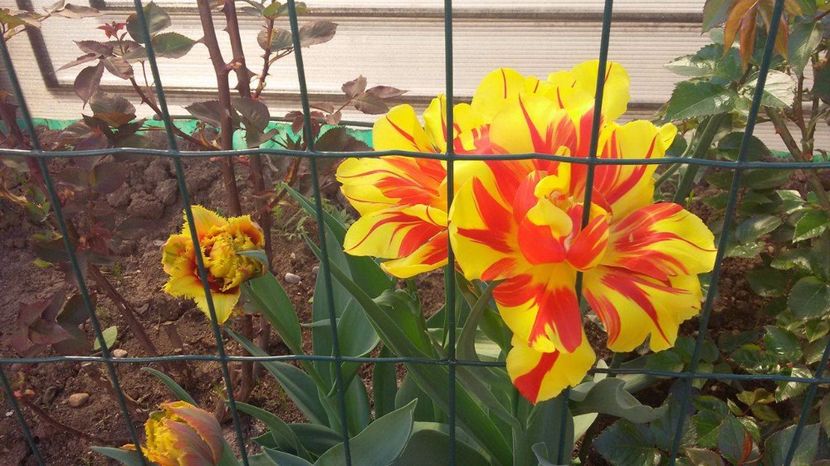 19073114_1569751573056021_224762773_o - Lalele- Crini - Gladiole