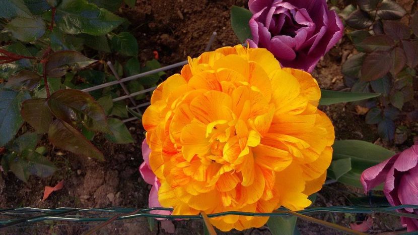 19074643_1569751409722704_2139032116_o - Lalele- Crini - Gladiole