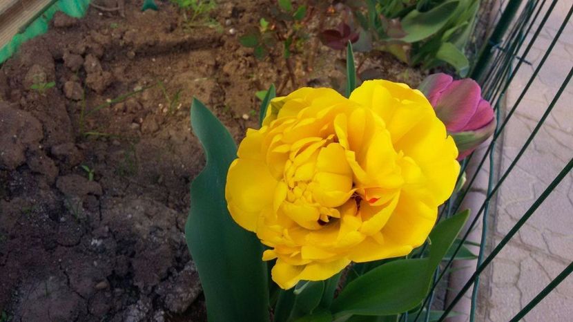 19074917_1569751446389367_2066920885_o - Lalele- Crini - Gladiole