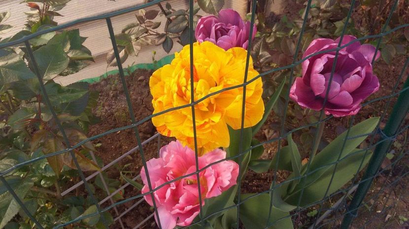 19104852_1569751586389353_124022696_o - Lalele- Crini - Gladiole