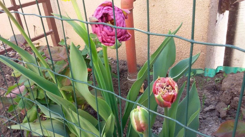 19125325_1569751486389363_373154103_o - Lalele- Crini - Gladiole