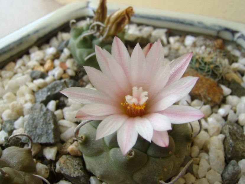 Turbinicarpus schwarzii v. rubriflorus - Cactusi 2017 bis