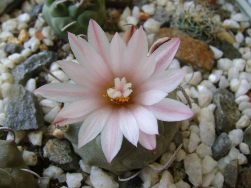 Turbinicarpus schwarzii v. rubriflorus - Cactusi 2017 bis