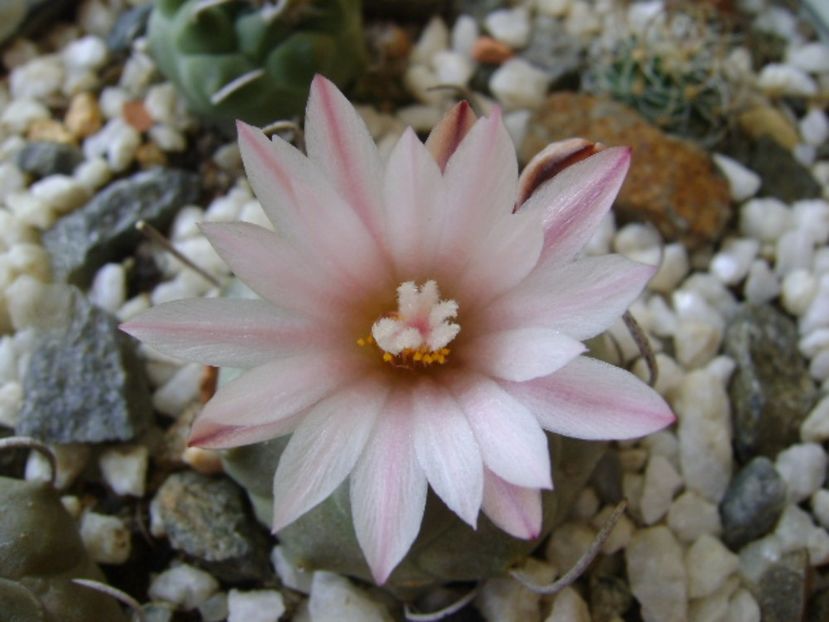 Turbinicarpus schwarzii v. rubriflorus - Cactusi 2017 bis
