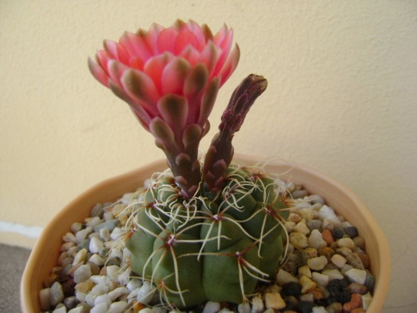 Gymnocalycium baldianum - Cactusi 2017 Gymnocalycium