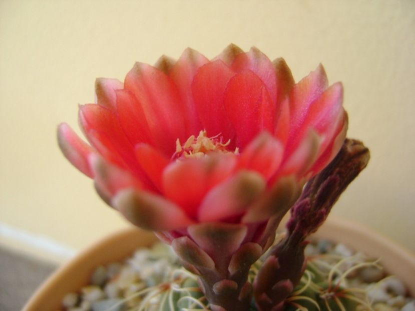 Gymnocalycium baldianum - Cactusi 2017 Gymnocalycium