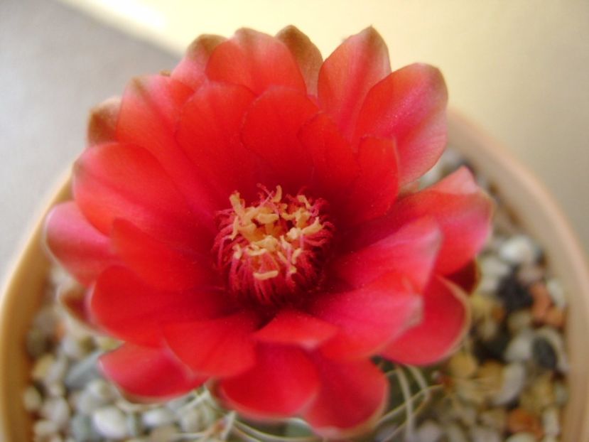 Gymnocalycium baldianum - Cactusi 2017 Gymnocalycium