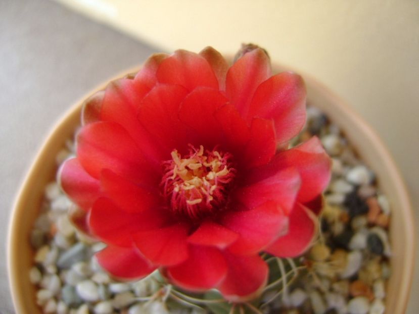Gymnocalycium baldianum - Cactusi 2017 Gymnocalycium