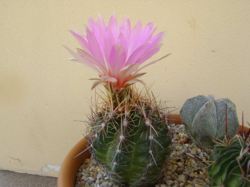 Thelocactus bicolor ssp. pottsii - Cactusi 2017 bis