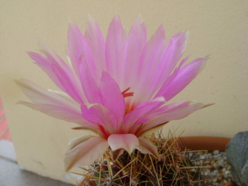 Thelocactus bicolor ssp. pottsii - Cactusi 2017 bis