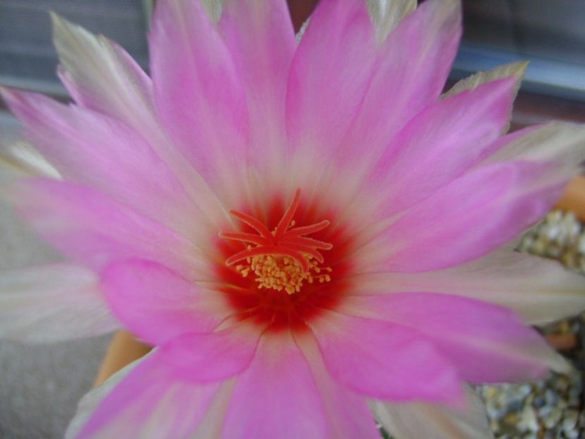 Thelocactus bicolor ssp. pottsii - Cactusi 2017 bis