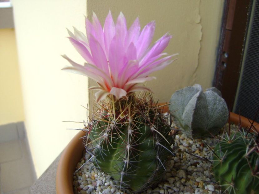 Thelocactus bicolor ssp. pottsii - Cactusi 2017 bis