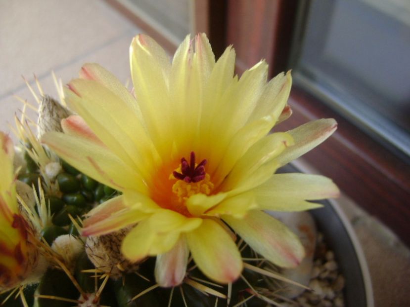 Notocactus mammulosus (Parodia mammulosa ssp. submammulosa) - Cactusi 2017 bis