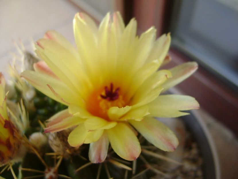 Notocactus mammulosus (Parodia mammulosa ssp. submammulosa) - Cactusi 2017 bis