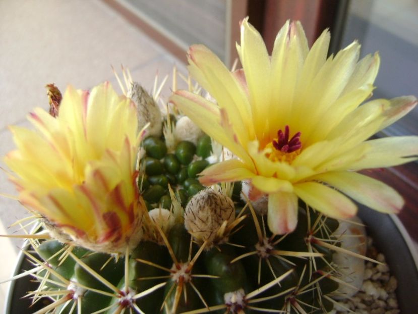 Notocactus mammulosus (Parodia mammulosa ssp. submammulosa) - Cactusi 2017 bis