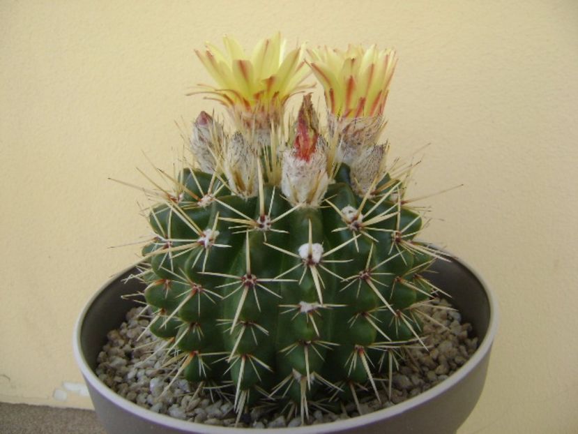 Notocactus mammulosus (Parodia mammulosa ssp. submammulosa) - Cactusi 2017 bis