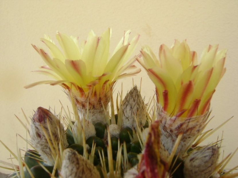 Notocactus mammulosus (Parodia mammulosa ssp. submammulosa) - Cactusi 2017 bis