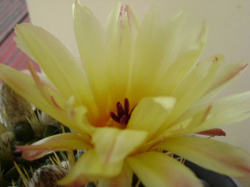 Notocactus mammulosus (Parodia mammulosa ssp. submammulosa) - Cactusi 2017 bis