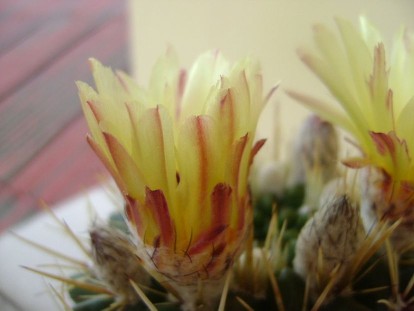 Notocactus mammulosus (Parodia mammulosa ssp. submammulosa) - Cactusi 2017 bis