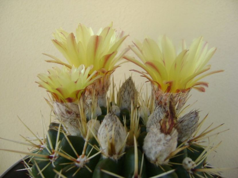 Notocactus mammulosus (Parodia mammulosa ssp. submammulosa) - Cactusi 2017 bis