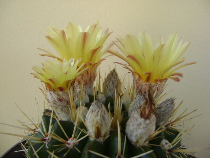 Notocactus mammulosus (Parodia mammulosa ssp. submammulosa) - Cactusi 2017 bis