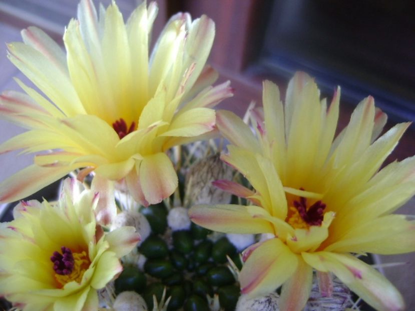 Notocactus mammulosus (Parodia mammulosa ssp. submammulosa) - Cactusi 2017 bis