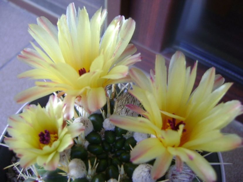 Notocactus mammulosus (Parodia mammulosa ssp. submammulosa) - Cactusi 2017 bis