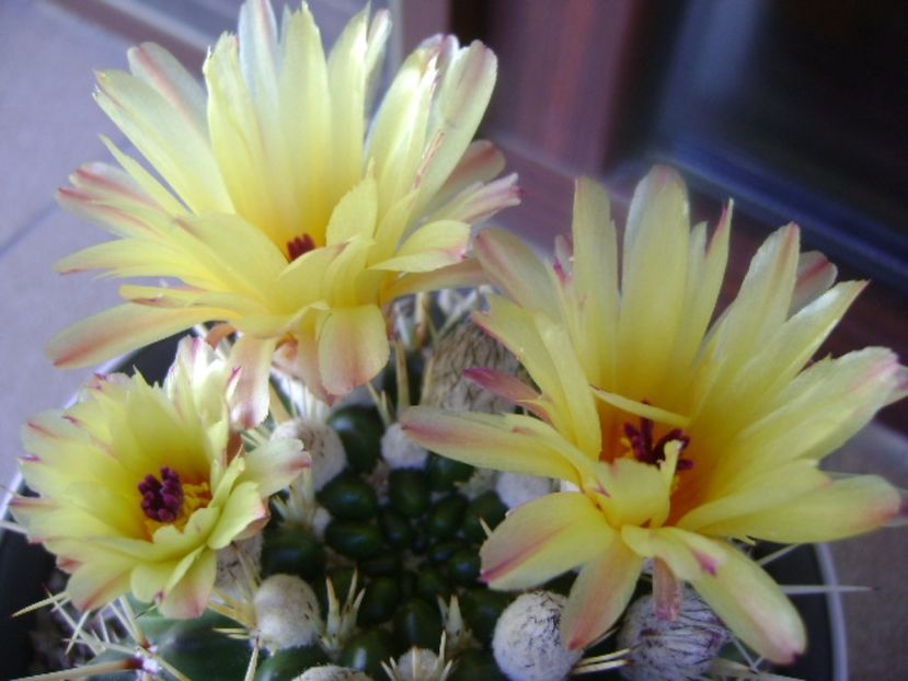 Notocactus mammulosus (Parodia mammulosa ssp. submammulosa) - Cactusi 2017 bis