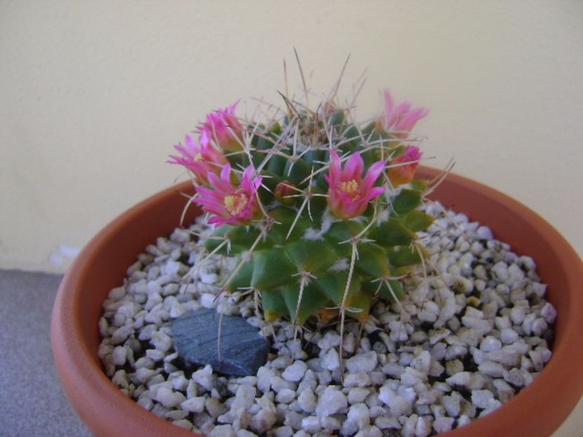 Mammillaria compressa - Cactusi 2017 bis