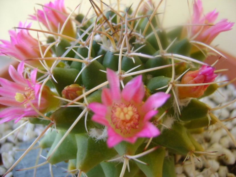 Mammillaria compressa - Cactusi 2017 bis