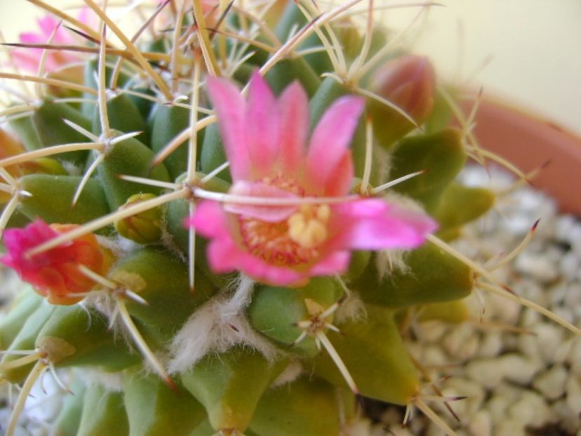 Mammillaria compressa - Cactusi 2017 bis