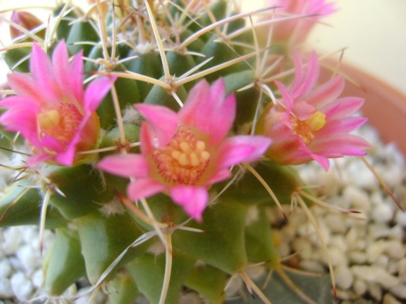 Mammillaria compressa - Cactusi 2017 bis