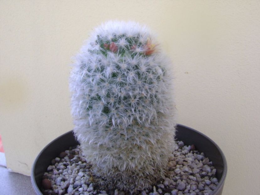 Mammillaria bocasana cv. multilanata - Cactusi 2017 bis