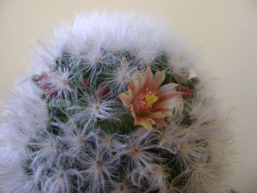 Mammillaria bocasana cv. multilanata - Cactusi 2017 bis