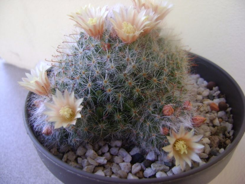 Mammillaria bocasana - Cactusi 2017 bis